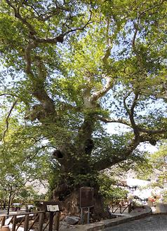 Giant platane tree