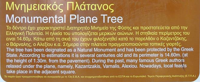 Description of giant platane tree