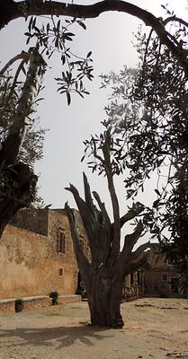 old burnt cypress