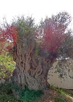 Olivenbaum