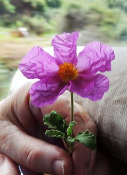 Flower