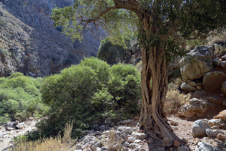 Zakros Gorge (Valley of the Dead)