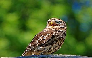 Little owl, Foto source: PixaBay 