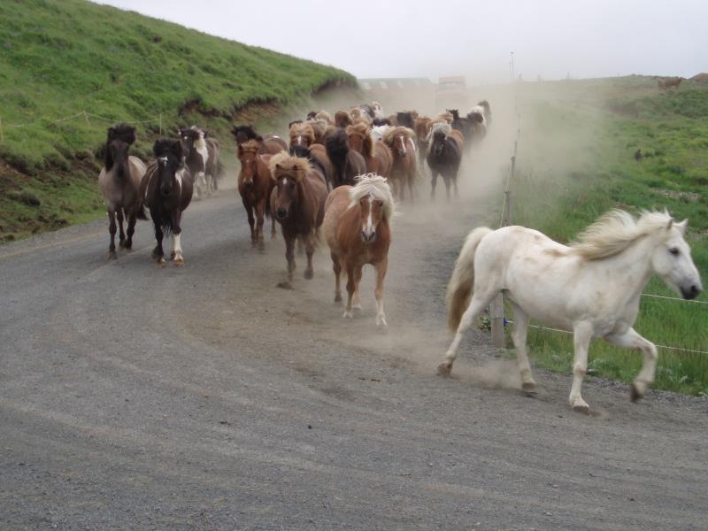A roundup of Icelandic horses