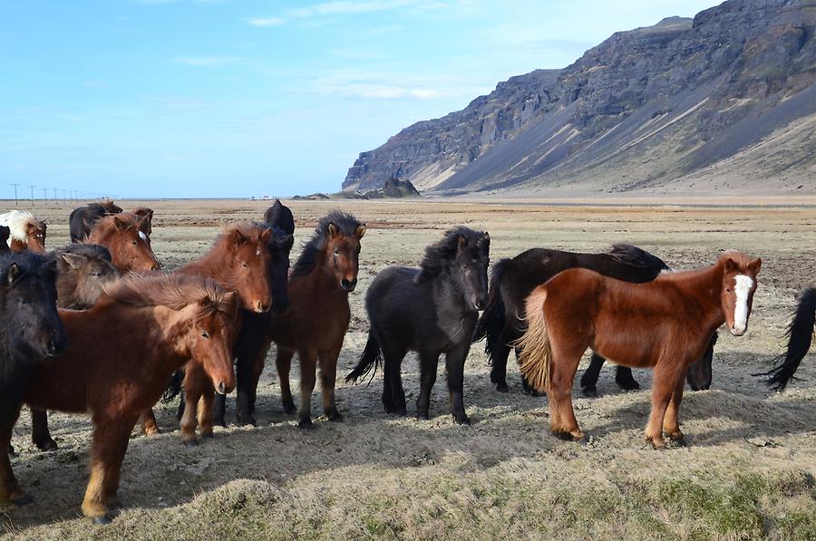 Iceland horses near Eyjafjallajökull