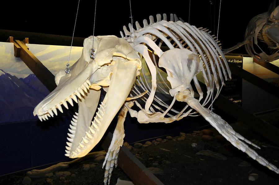 Sceleton of a Blue Whale