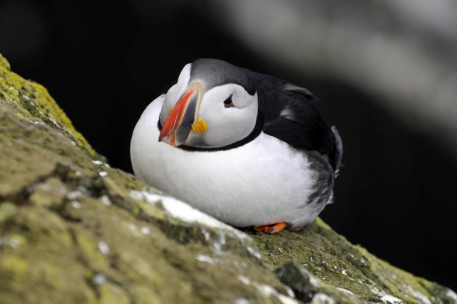 Latrabjarg - Puffin