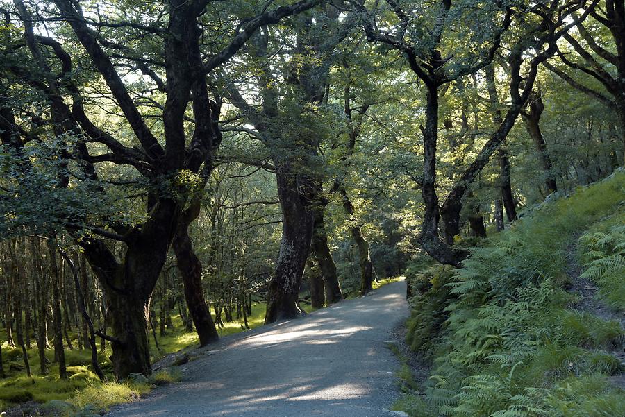 Glendalough - Path