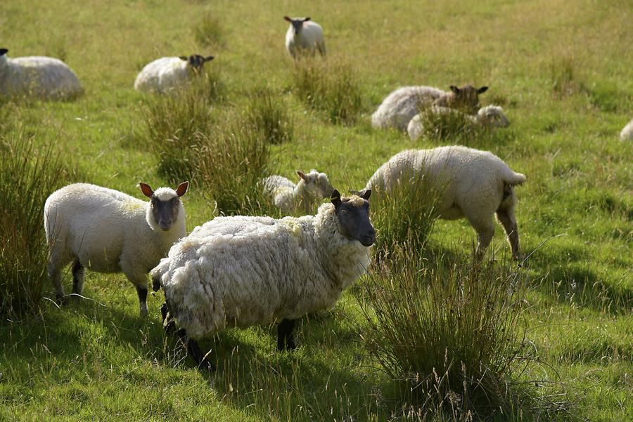 Glenveagh National Park - Sheep