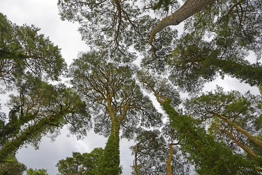 Glenveagh National Park - Trees