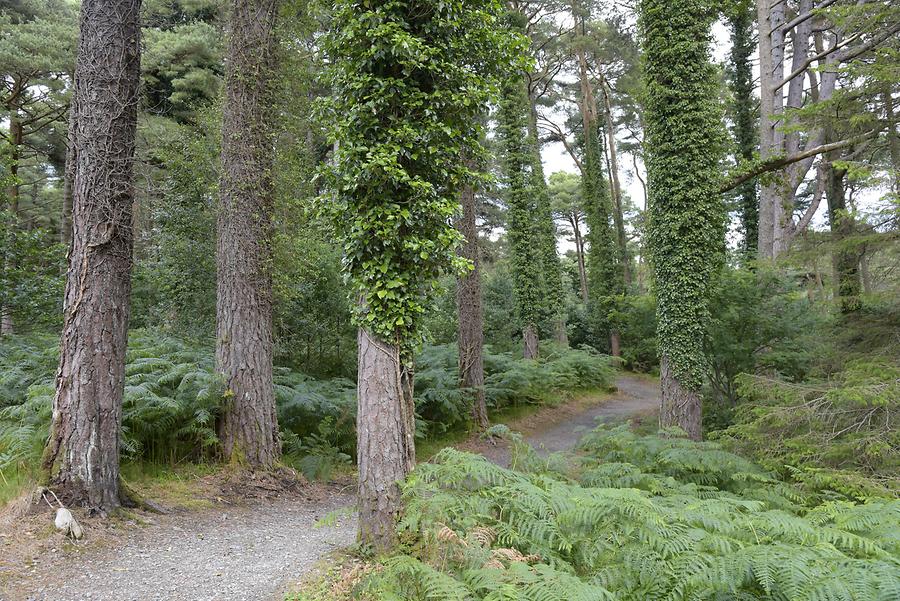 Glenveagh National Park - Trees and Ferns
