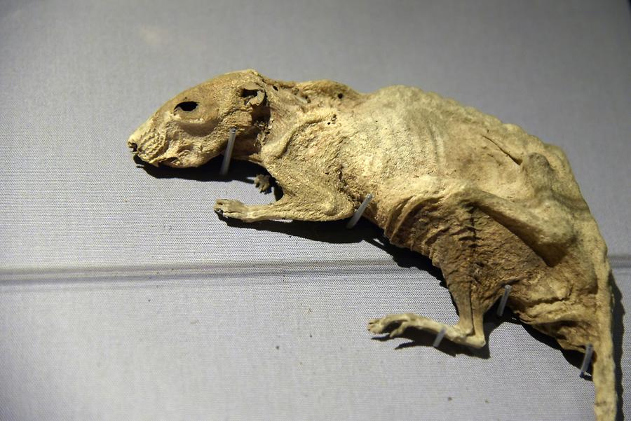 Christ Church Cathedral - Crypt; Mummified Cat and Rat