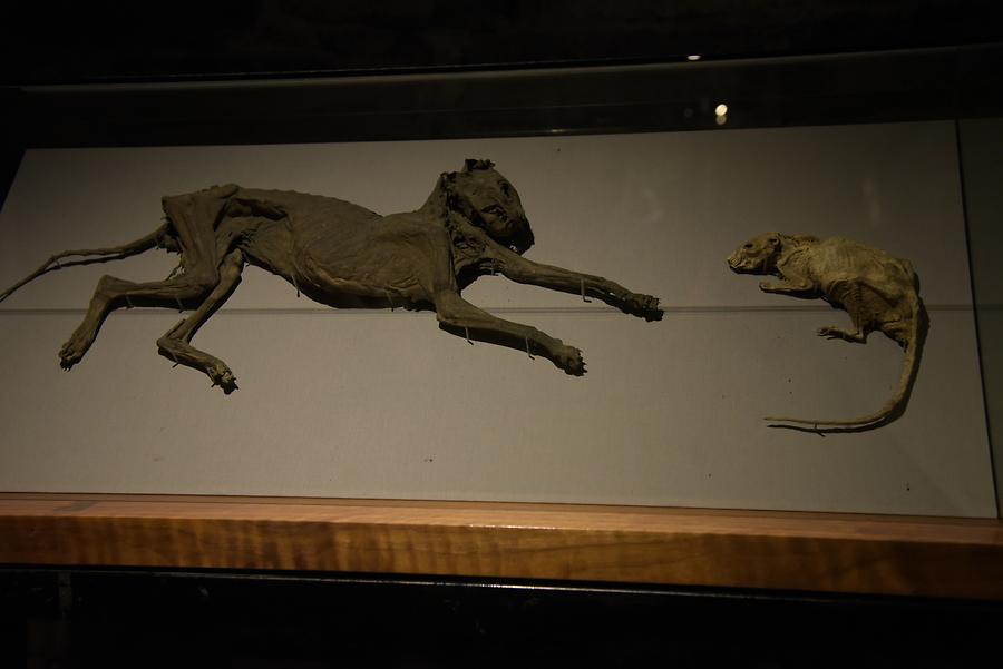 Christ Church Cathedral - Crypt; Mummified Cat and Rat