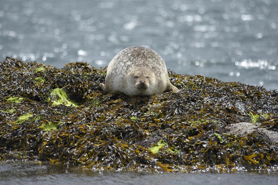 Bantry Bay - Garinish Island; Seal