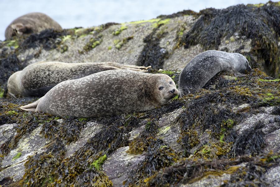 Bantry Bay - Garinish Island; Seals