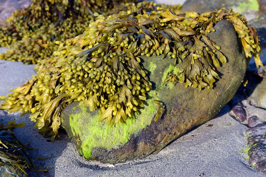 Derrynane Beach - Seaweed