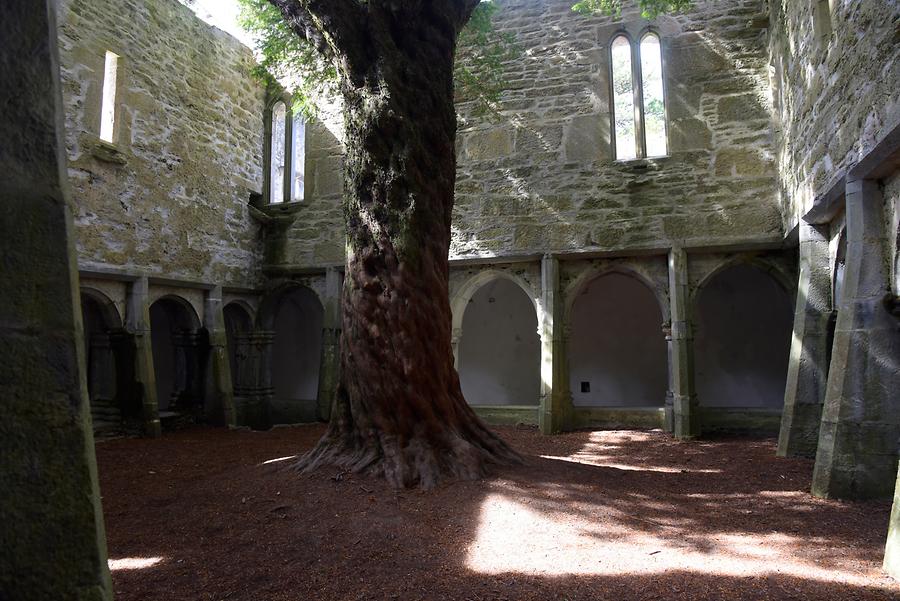 Killarney National Park - Muckross Abbey; Cloister