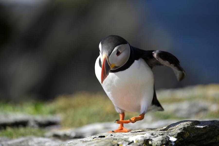 Skellig Michael - Puffin