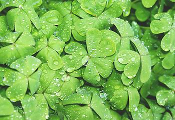 Shamrock, Foto source: PixaBay 