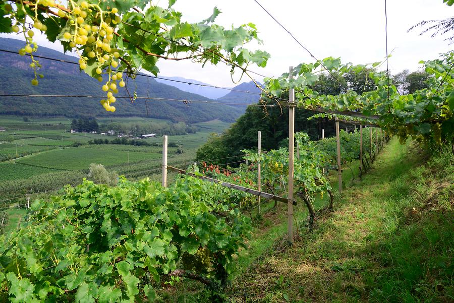 Vineyard Caldaro - Kaltern