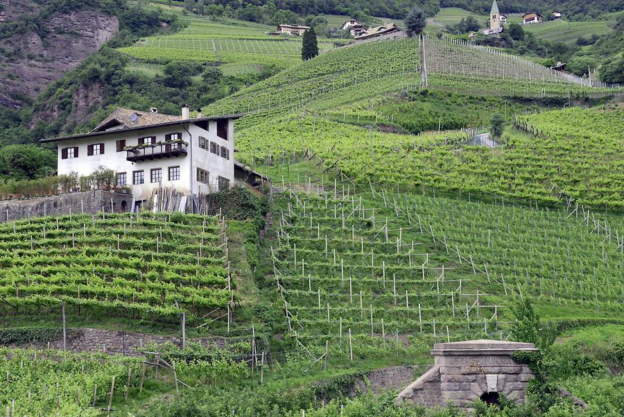 Vineyard near Bolzano - Bozen