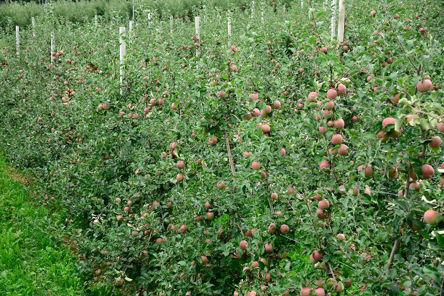 Apple Plantation