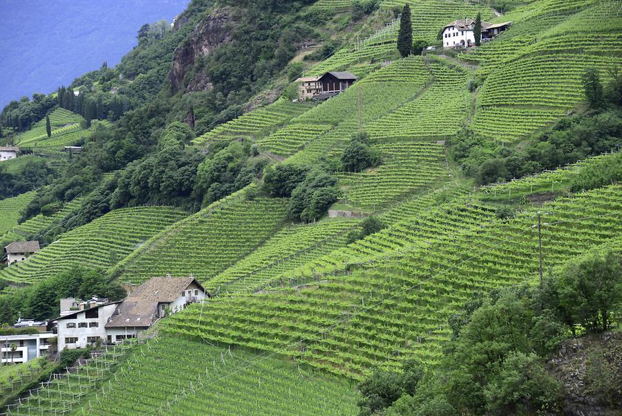 Bolzano - Vineyards