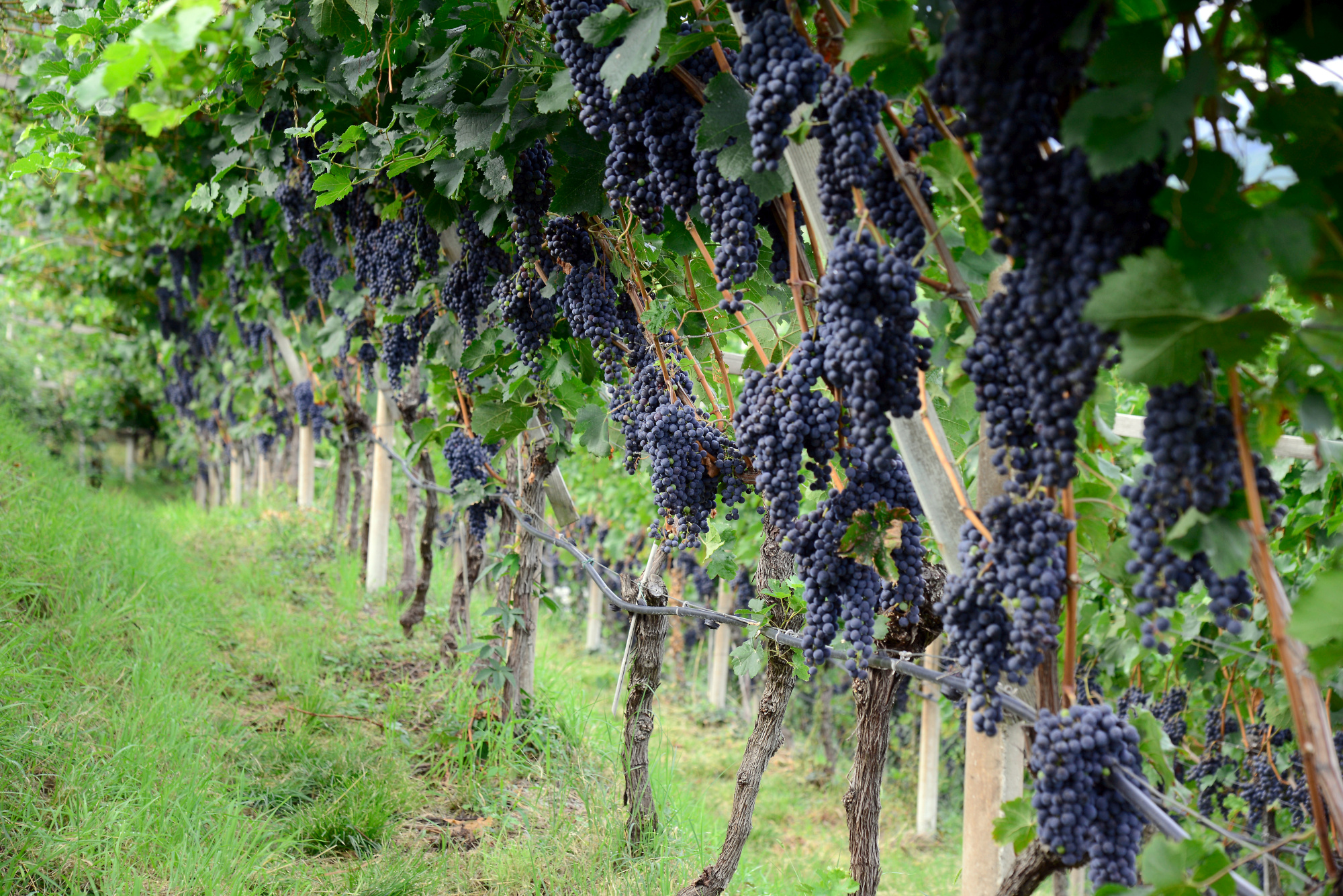 Kaltern Grapes (2) Bolzano Pictures Italy in GlobalGeography