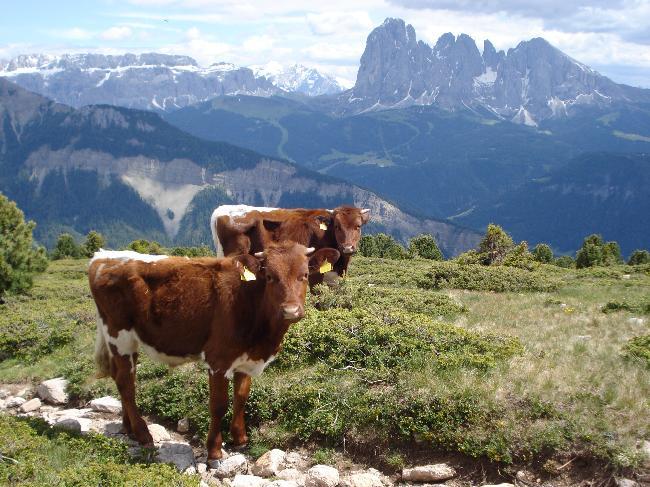 Italian cattle in the Dolomites