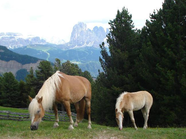 Foal and mare in the Dolomites