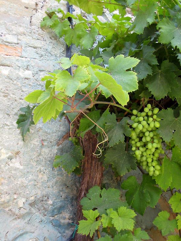 Grapevine in the town of San Giovanni