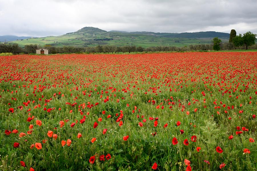 Landscape near Sant'Agata di Puglia - Poppy Field