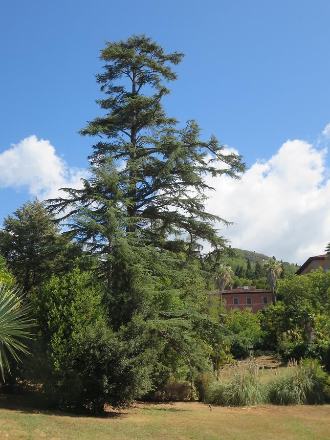 Capazzone Pianore - Villa Borbone delle Pianore; Garden