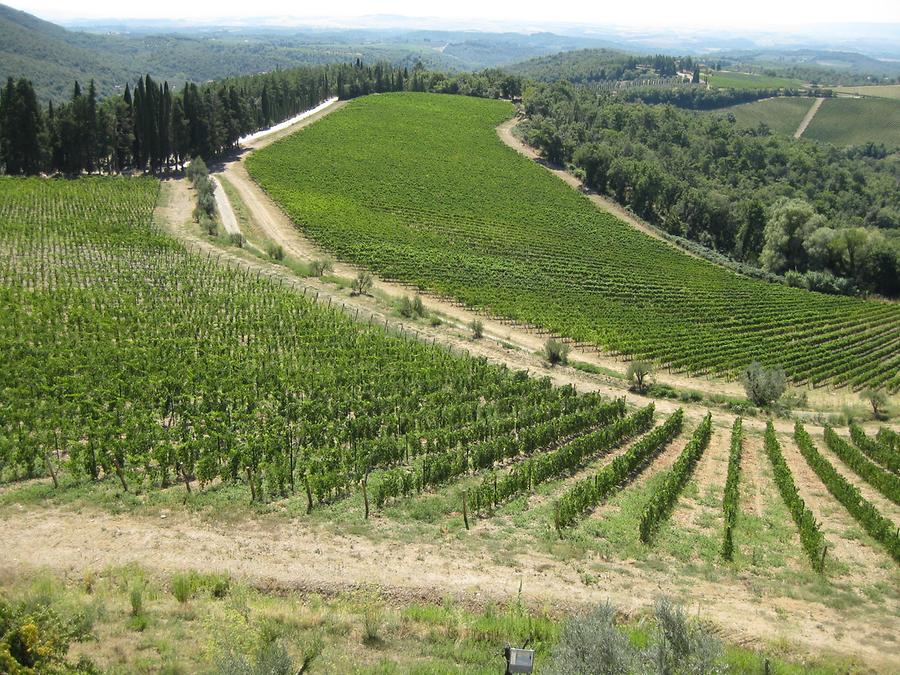 Gaiole in Chianti - Castello di Brolio; Vineyards