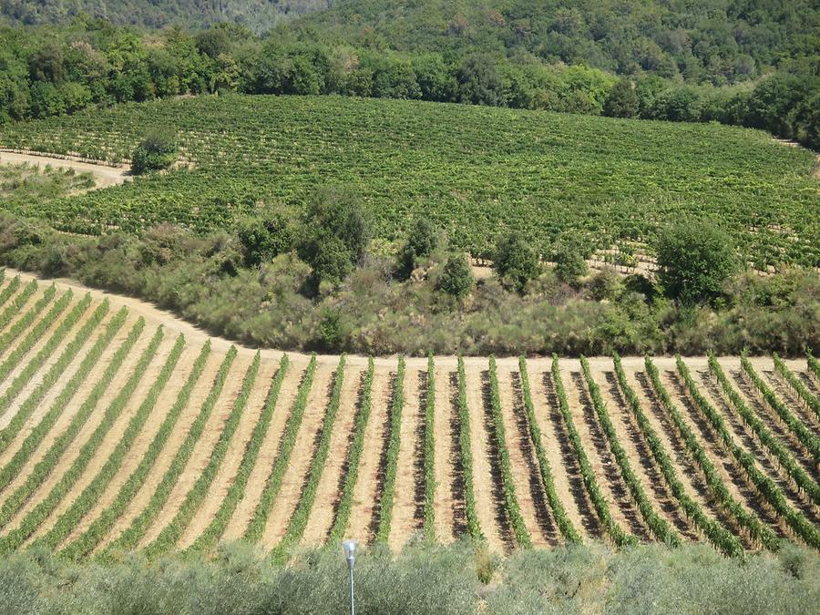 Monteriggioni - Vineyards