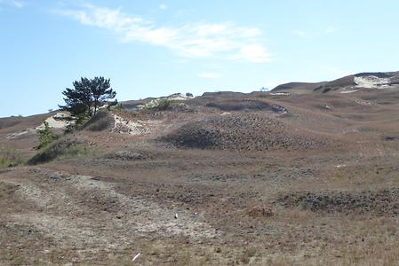A bit north of Nida we walk up the 60 m high dune of Pervalka, still on the Curonian Spit., Photo: Hermann Maurer , 2016