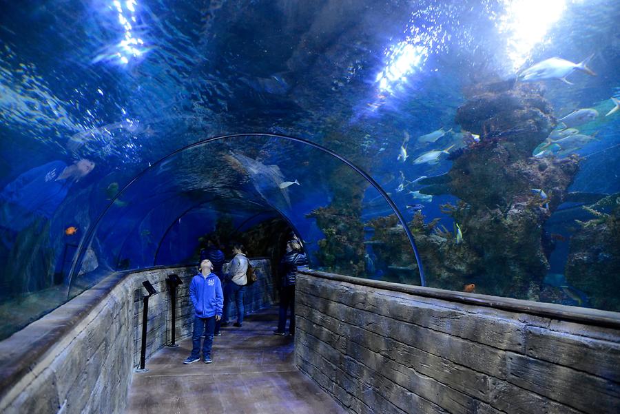 Saint Paul's Bay - Aquarium