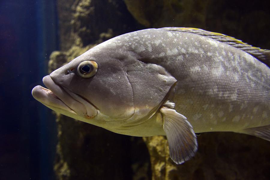 Saint Paul's Bay - Aquarium; Fish