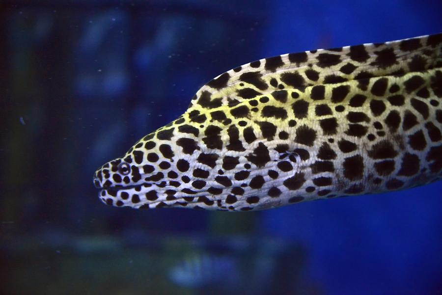 Saint Paul's Bay - Aquarium; Moray