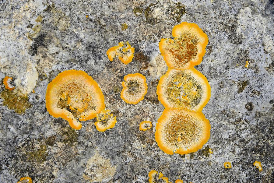 Ta Cenc - Lichens
