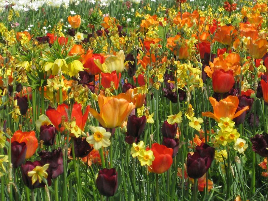 tulips in orange, yellow and red