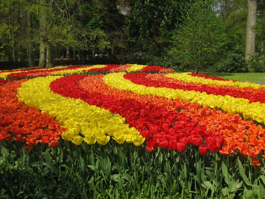 Keukenhof, red and yellow tulips