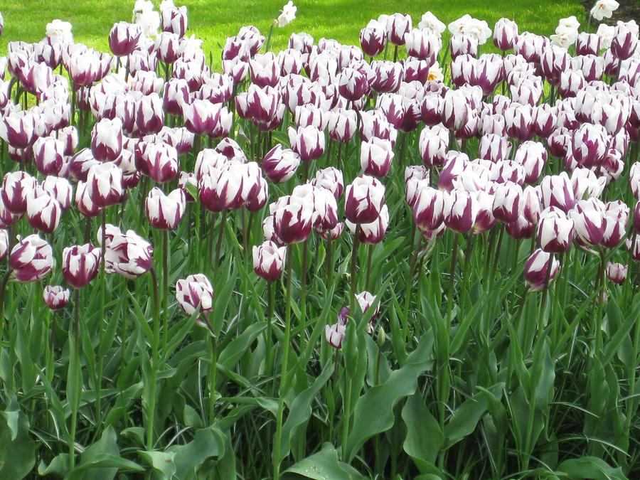 Keukenhof, bicolored tulips