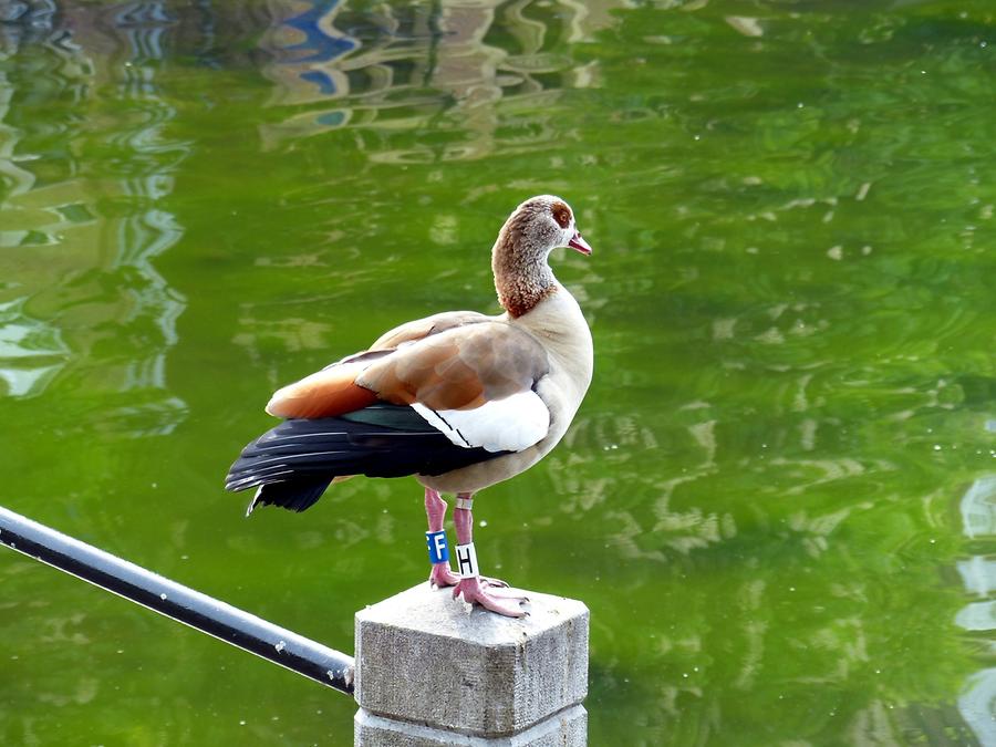 The Hague - Hofvijver; Duck