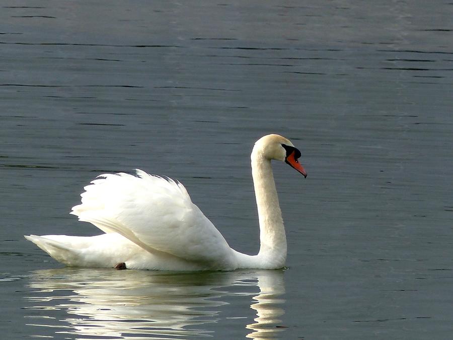 The Hague - Hofvijver; Swan