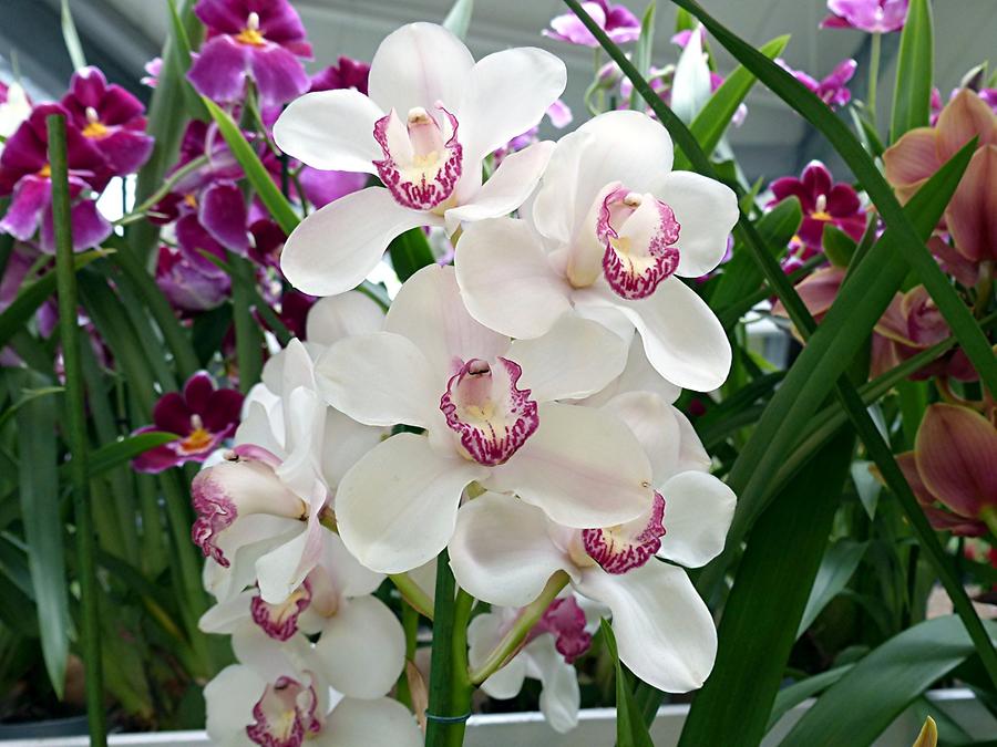 Keukenhof - Beatrix Pavilion; Orchids