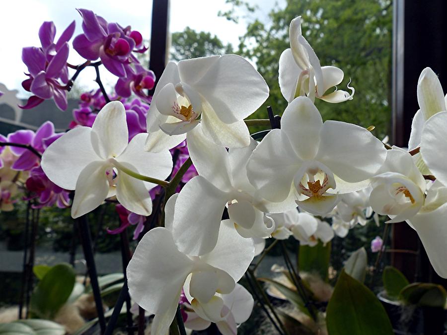 Keukenhof - Beatrix Pavilion; Orchids