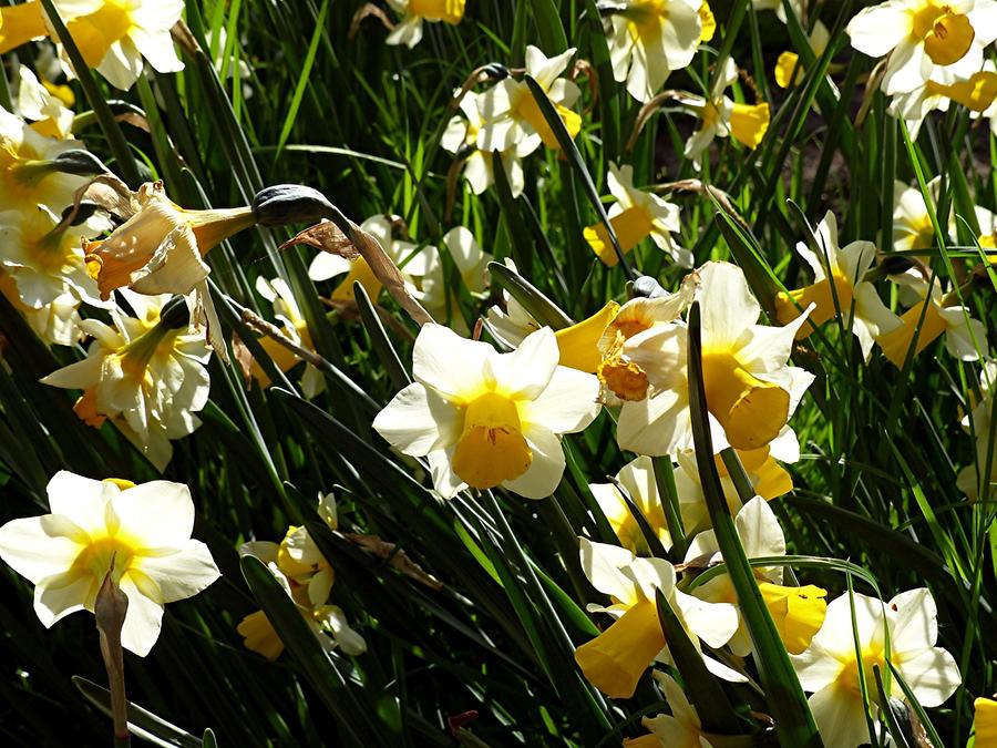 Keukenhof Flower Park; Daffodils
