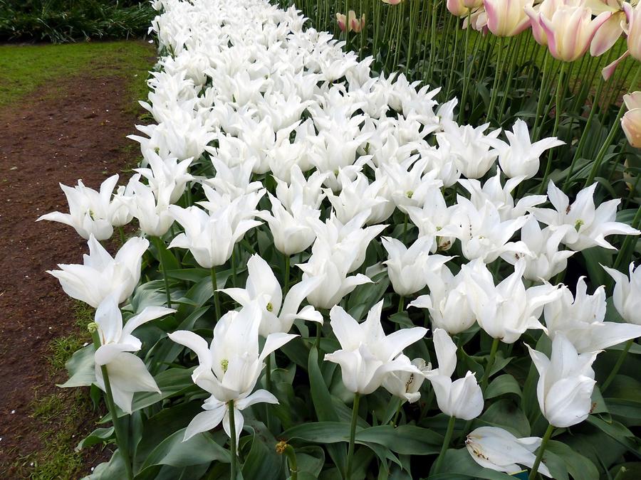 Keukenhof Flower Park; Tulips