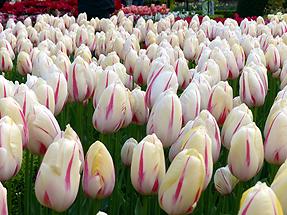 Keukenhof Flower Park; Tulips (2)